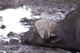 Buffalo, still clean, before the bath